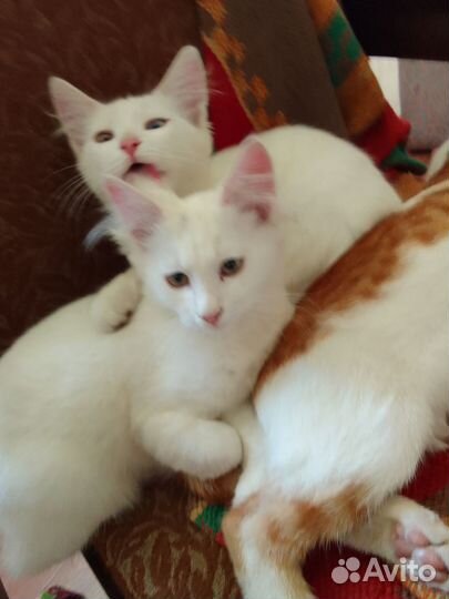 Отдам в добрые руки котят
