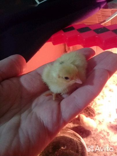 Перепелята