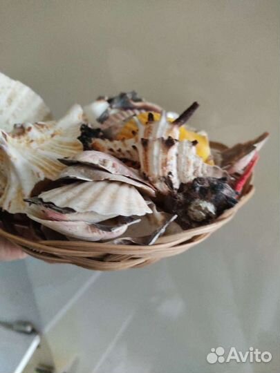 Морские ракушки раковины, набор