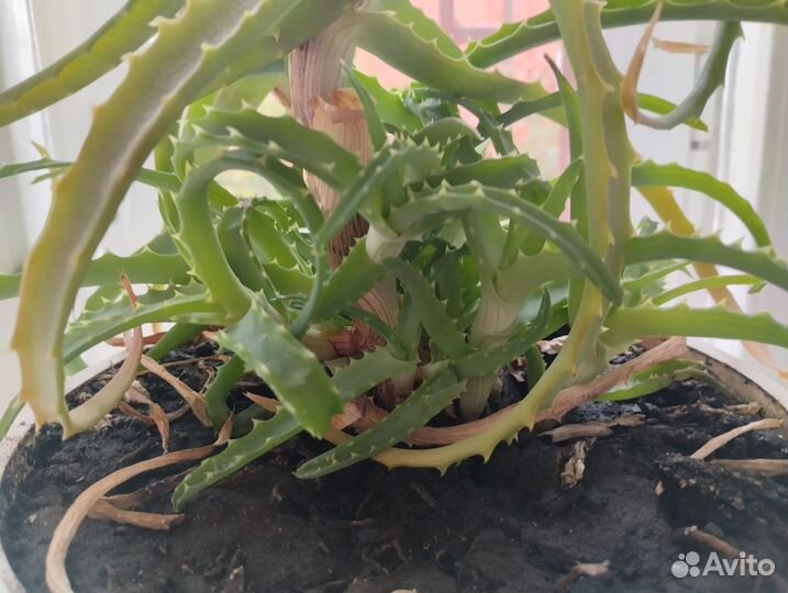 Каланхоэ лечебное и алоэ. Саженцы