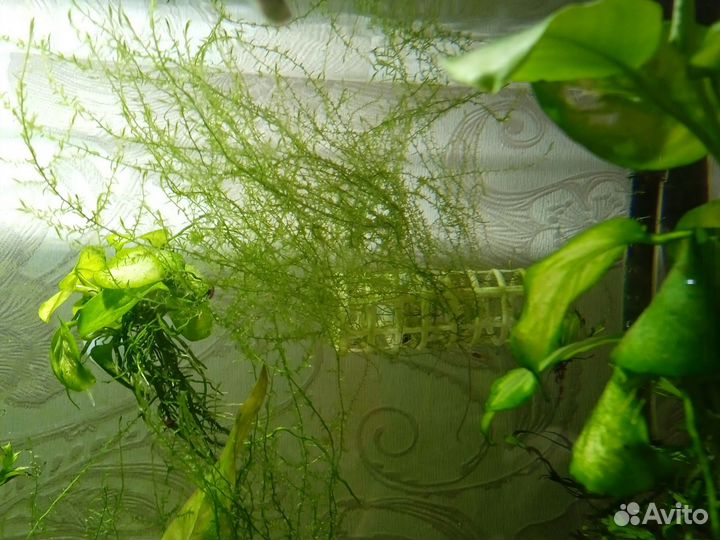 Аквариум/Гроты/Анциструсы/Компрессоры