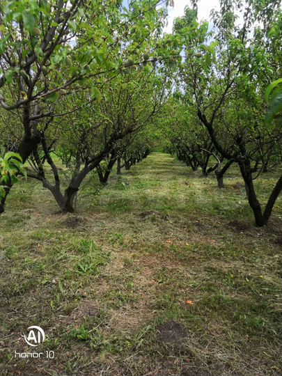 Участок 12 га (СНТ, ДНП)