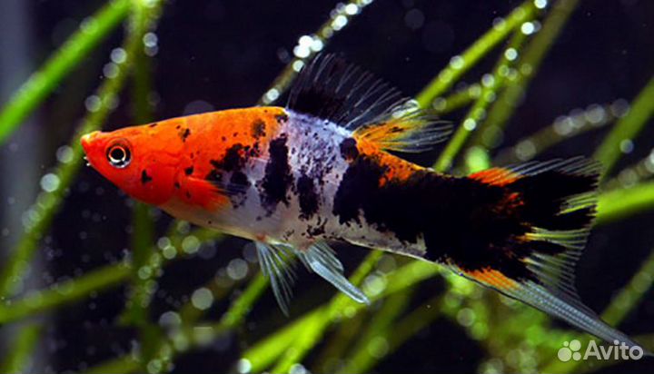 Аквариумные рыбки