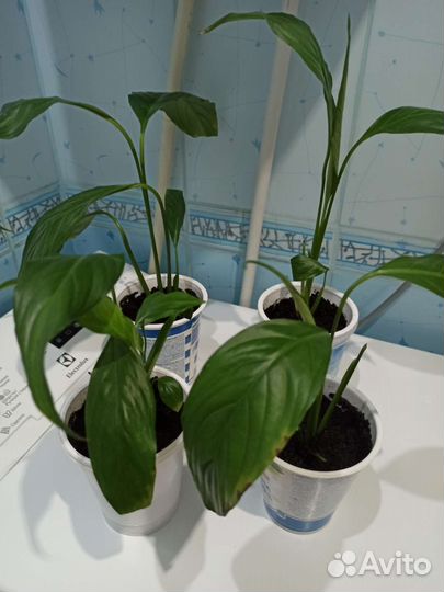 Спатифиллум