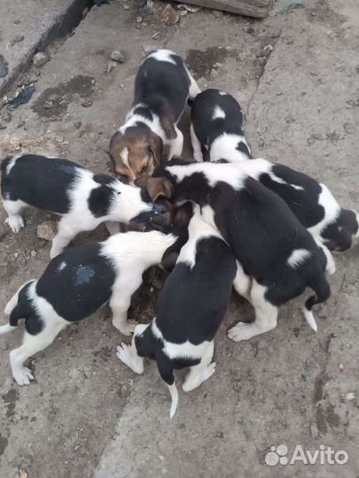 Собаки щенки