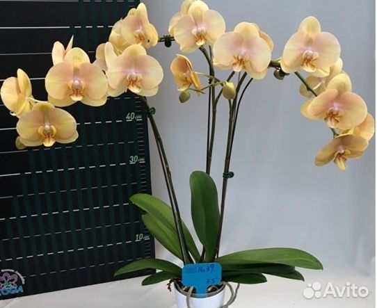 Орхидея Phal. Карина (Африканский закат)