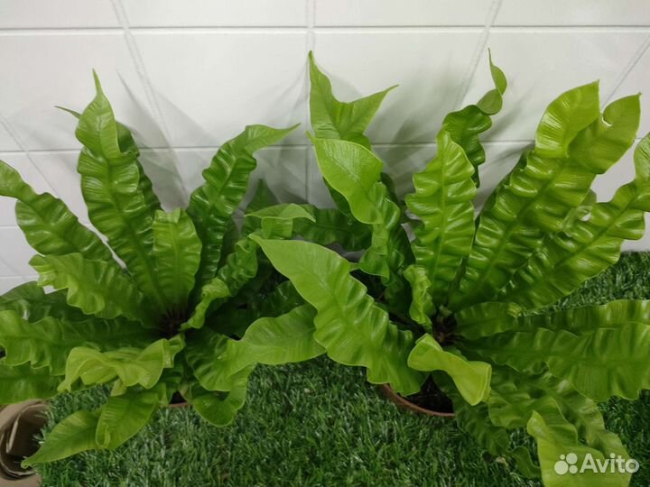 Папоротник асплениум