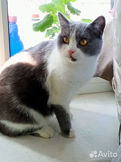 Дымка кошка в добрые руки