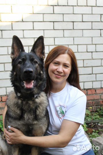 Школа для собак Раменское