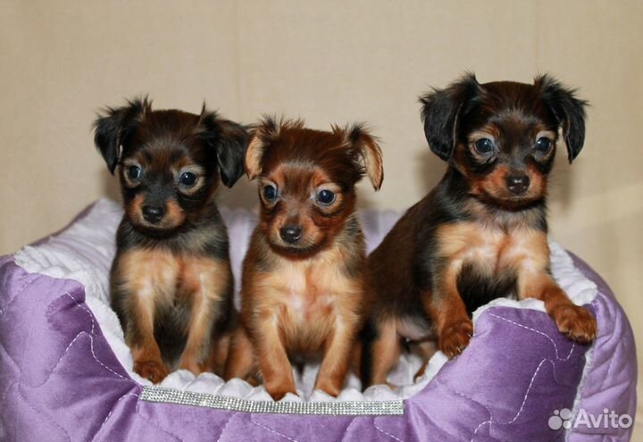 Щенки русского тоя, РКФ