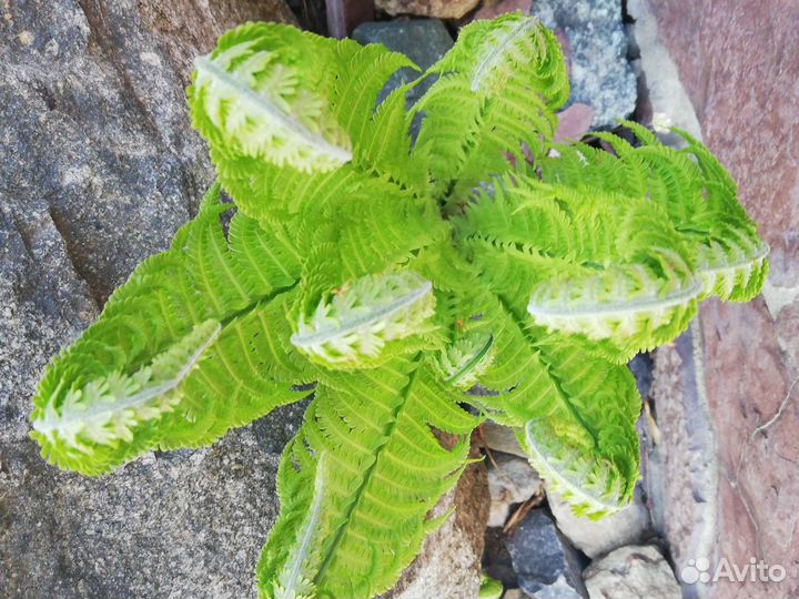 Папоротник