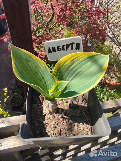 Хосты много сортов