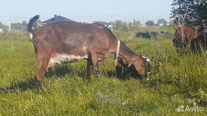 Продам козочек