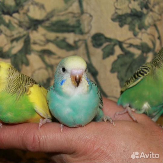 Птенчики волнистого попугайчика