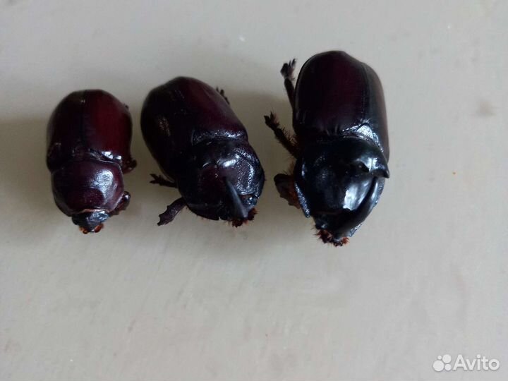 Жук носорог