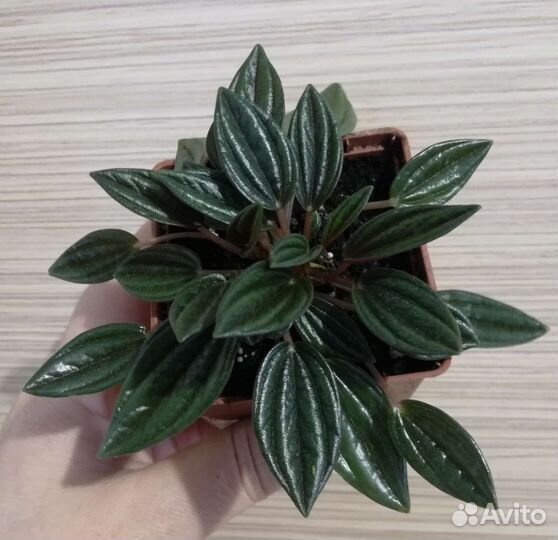 Комнатные цветы для Вас и Ваших близких