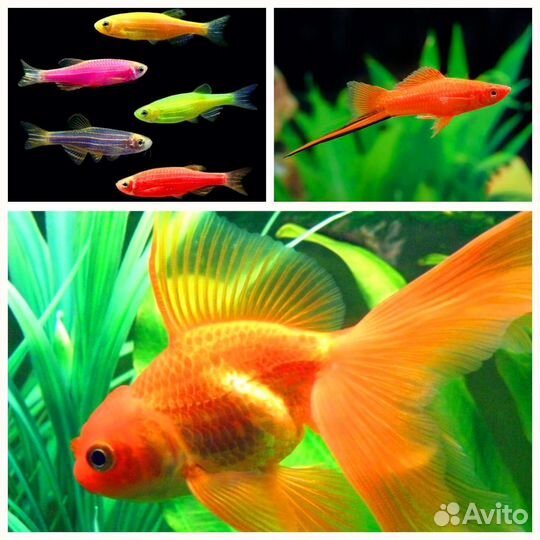 Аквариумные рыбки