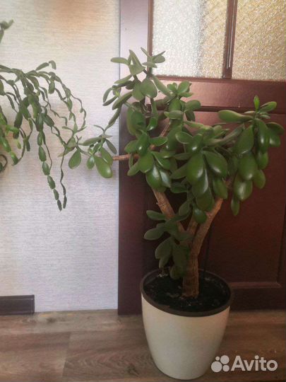 Толстянка, денежное дерево