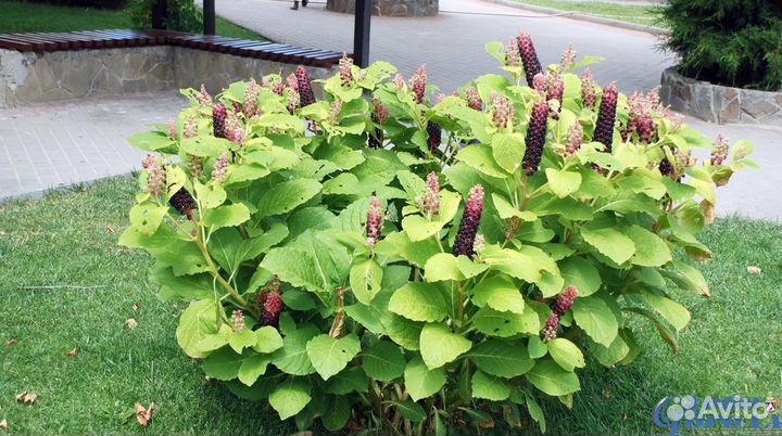 Лаконос (фитолакка) лечебный,многолетний