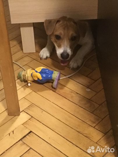 Передержка собак