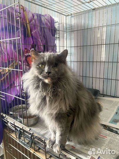 Кошка из приюта ищет дом