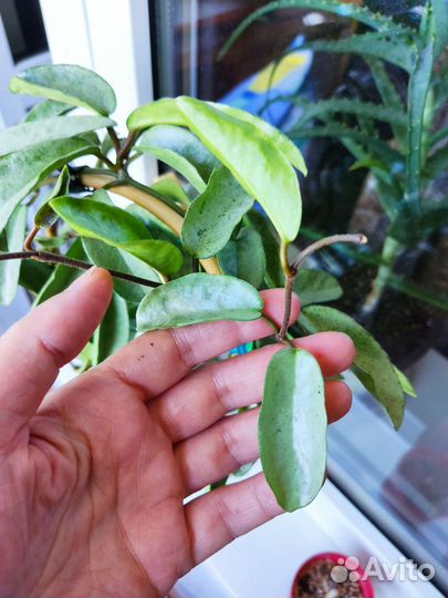 Хойя на срез