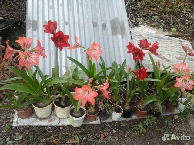 Комнатные растения и дрова