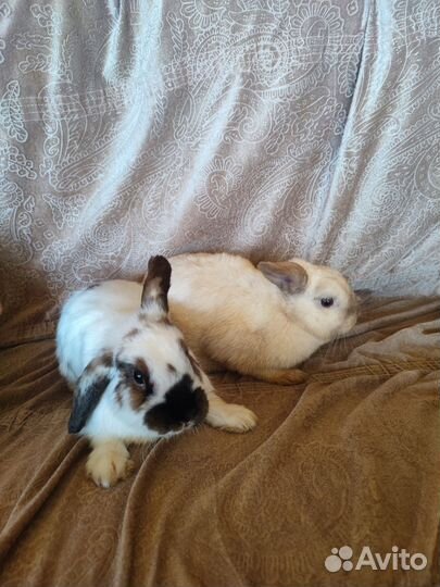 Декоративные карликовые кролики