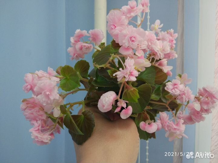 Бегония вечноцветущая махровая розовая