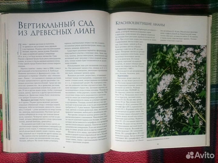 Декоративные композиции сада. Александрова