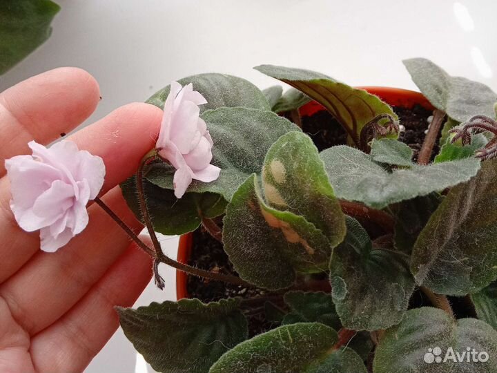 Комнатные цветы.Фиалки