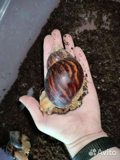 Улитка ахатина иммакулята