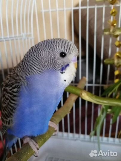 Волнистые попугайчтки ручные