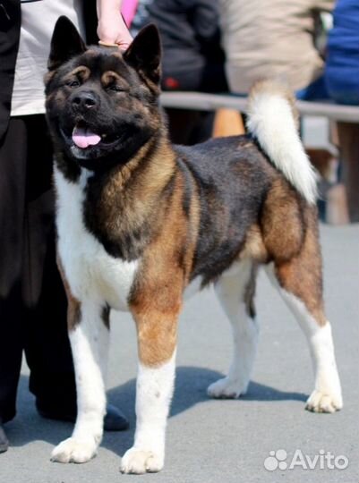 Щенки американской акиты