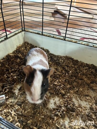 Морская свинка мальчик