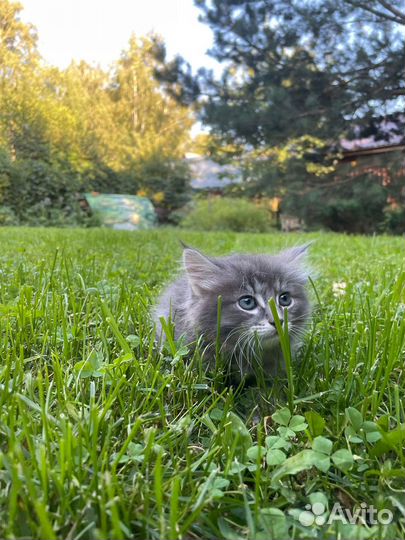 Котята от домашней кошки в хорошие руки