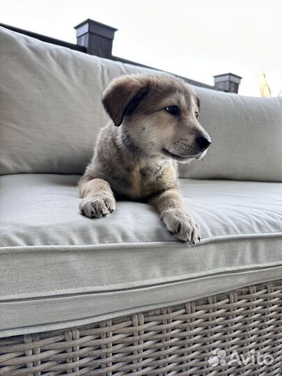 Щенок (девочка)в добрые руки