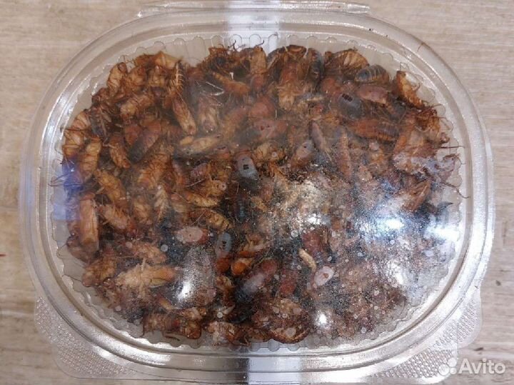 Кормовые насекомые заморозка