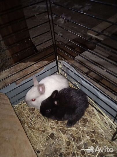 Карликовый кролик