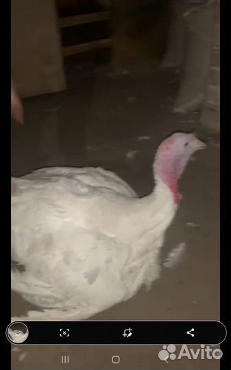 Индюшки самки