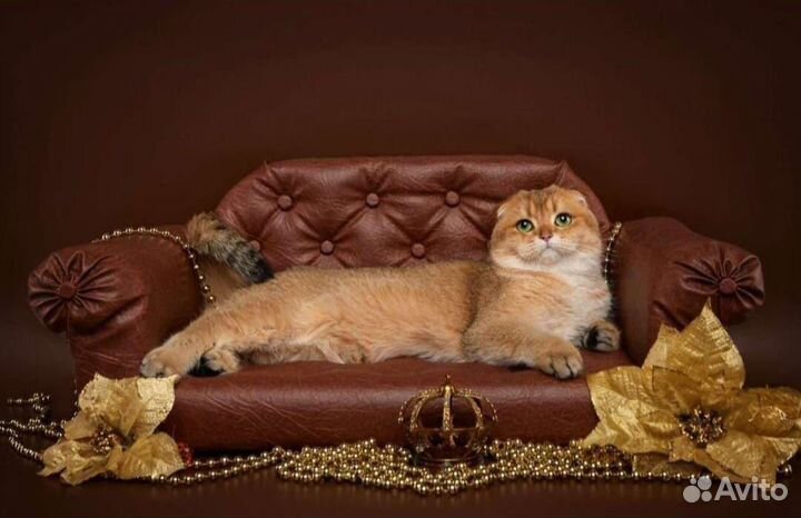 Вязка с шотландским котом