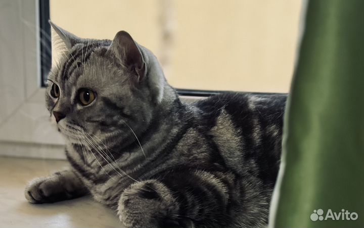Отдам кота в добрые руки