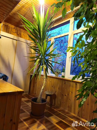 Пальма Юкка в горшке