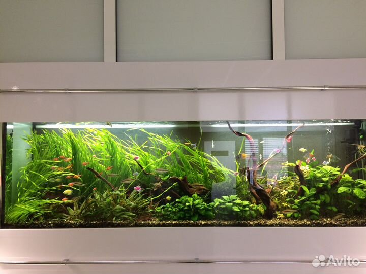 Аквариум пресноводный