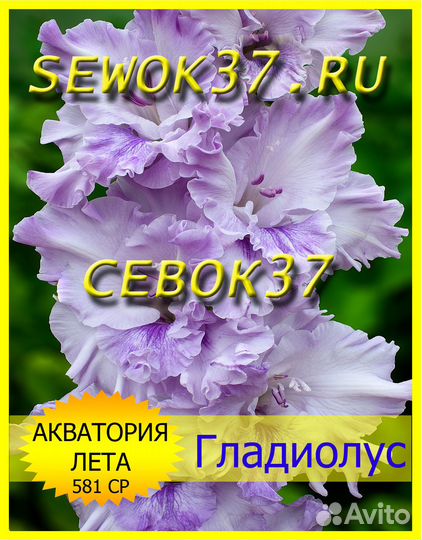 Гладиолусы луковицы