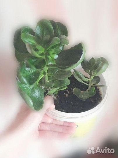 Коланхоэ Блоссфельда