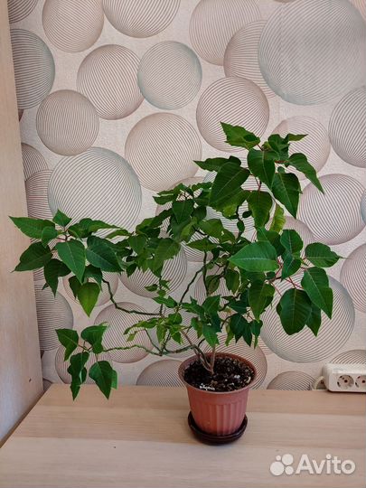 Пуансеттия красная цветок рождественская звезда