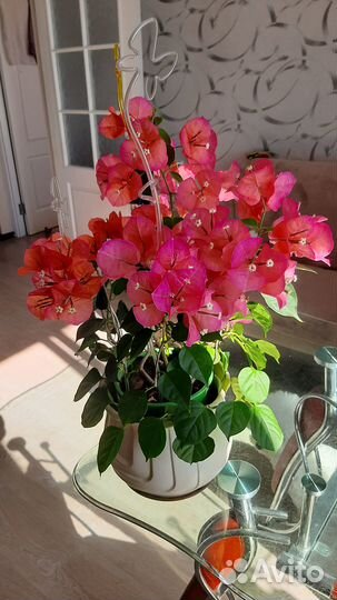 Крупнолистная бугенвилия