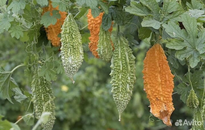 Мамардика семена