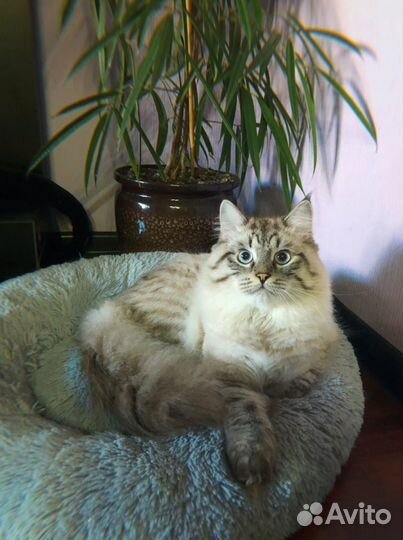 Кот на вязку